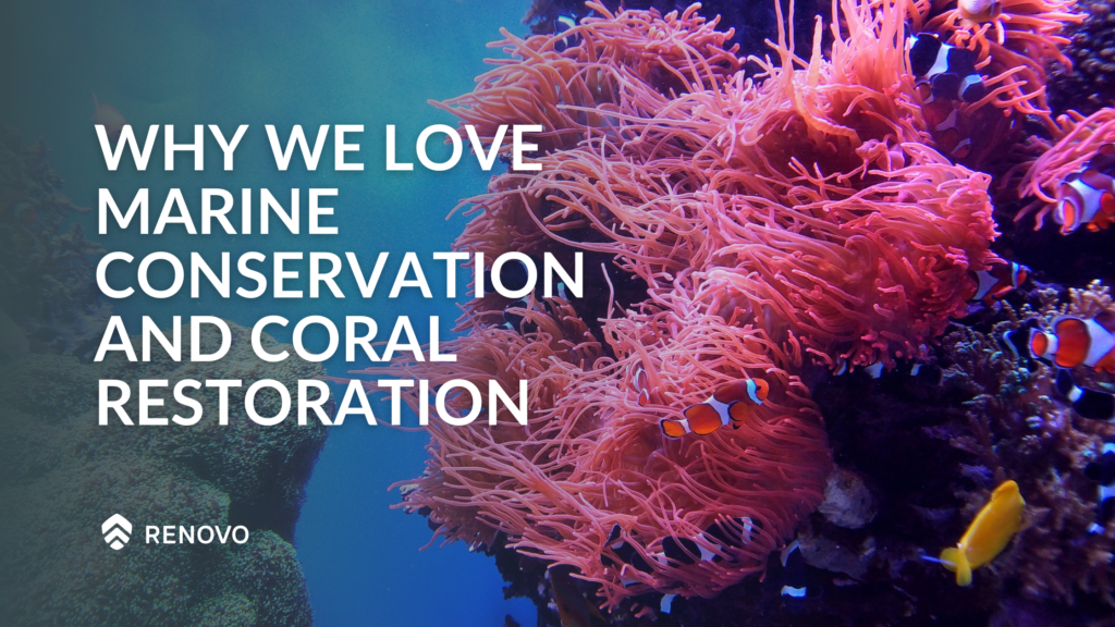 Why We Love Marine Conservation and Coral Restoration